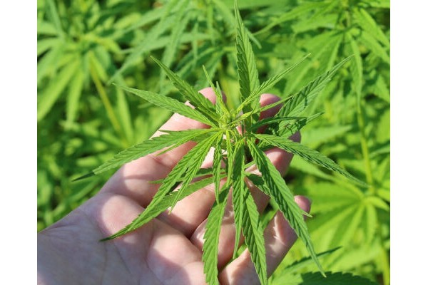 Una serra in giardino per la marijuana. Carabinieri arrestano 35enne