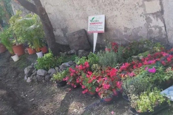 Palma Campania, arrivano doni all'orto sociale curato dall'associazione Naturae