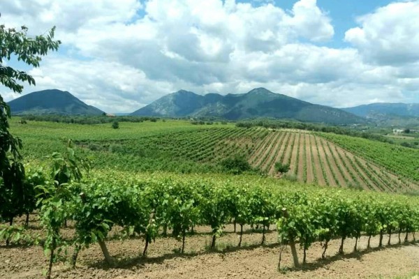 Pillole di vino: la strada dei Vini nelle Terre dei Sanniti