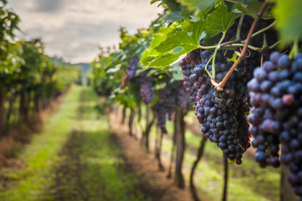 Pillole di vino: temperature e suolo incidono sulla qualità