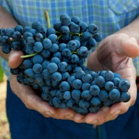 Pillole di vino: le strade del vino in Italia
