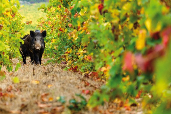 I cinghiali “regnano” sovrani sulle colline palmesi: vigneti devastati