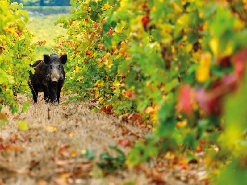 I cinghiali “regnano” sovrani sulle colline palmesi: vigneti devastati
