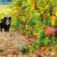 I cinghiali “regnano” sovrani sulle colline palmesi: vigneti devastati