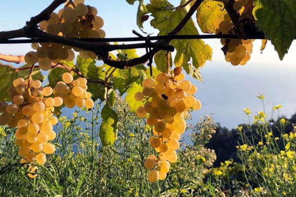 Pillole di vino: la strada del vino della penisola sorrentina