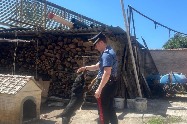 Scisciano: I Carabinieri trovano un allevamento abusivo di cani. Proprietario denunciato