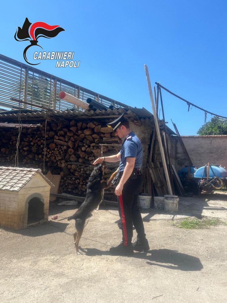 Scisciano: I Carabinieri trovano un allevamento abusivo di cani. Proprietario denunciato