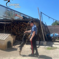 Scisciano: I Carabinieri trovano un allevamento abusivo di cani. Proprietario denunciato