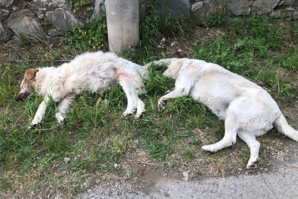 Altri due cani morti sul Vallone d'Aiello: si sospetta un avvelenamento