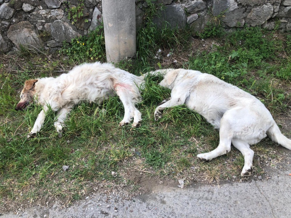 Altri due cani morti sul Vallone d'Aiello: si sospetta un avvelenamento