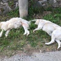 Altri due cani morti sul Vallone d'Aiello: si sospetta un avvelenamento