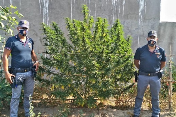 Casamicciola, pianta marijuana in giardino: denunciato