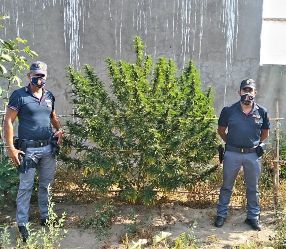 Casamicciola, pianta marijuana in giardino: denunciato