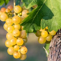 Pillole di vino: il dolce gusto del Riesling Renano
