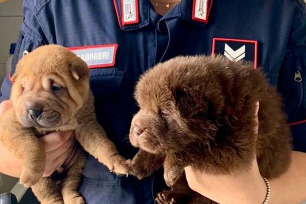 Maltrattamento di animali, Carabinieri denunciano 58enne e 'salvano' 13 cani