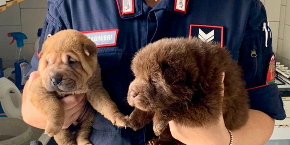 Maltrattamento di animali, Carabinieri denunciano 58enne e 'salvano' 13 cani