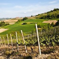 Pillole di vino: la strada della storica Astesana (Asti)