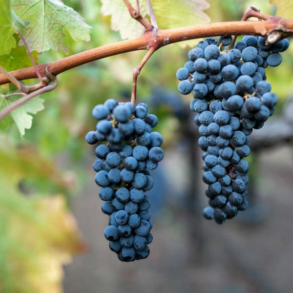 Pillole di vino: la varietà del Cabernet Sauvignon