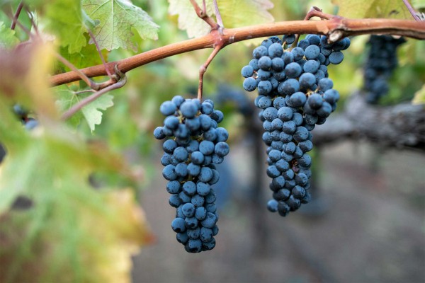 Pillole di vino: la varietà del Cabernet Sauvignon