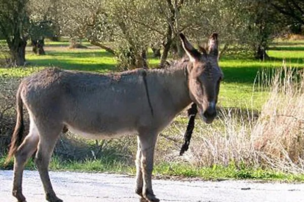 Palma Campania, asino smarrito a via Fossi: si cerca il proprietario