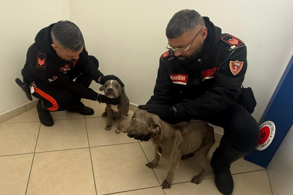 Cane abbandonato in strada: Carabinieri di Nola indagano due persone