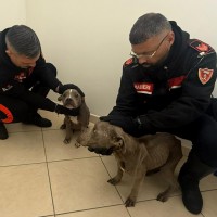 Cane abbandonato in strada: Carabinieri di Nola indagano due persone