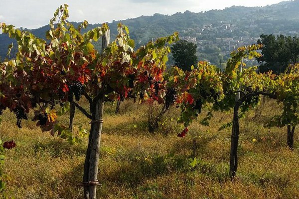 San Gennaro Vesuviano, un'annata 'doc' per il vino delle Cantine Castaldo Tuccillo