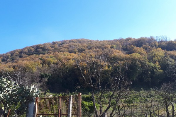 Escursione sulla Montagna di San Gennaro Vesuviano organizzata per domenica mattina