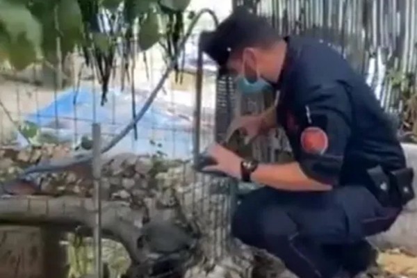 Sicurezza ambientale. Carabinieri scoprono una “fattoria” abusiva in una discarica a cielo aperto