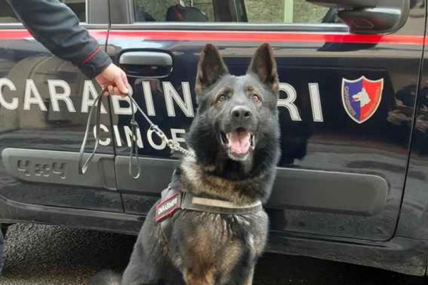 Cani antidroga a Palma: un arresto a via De Gasperi