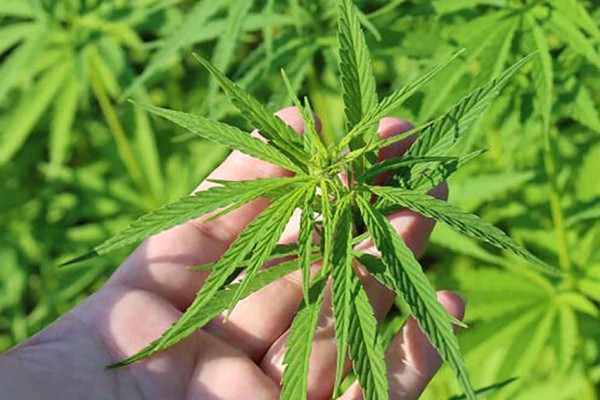 Una serra in giardino per la marijuana. Carabinieri arrestano 35enne