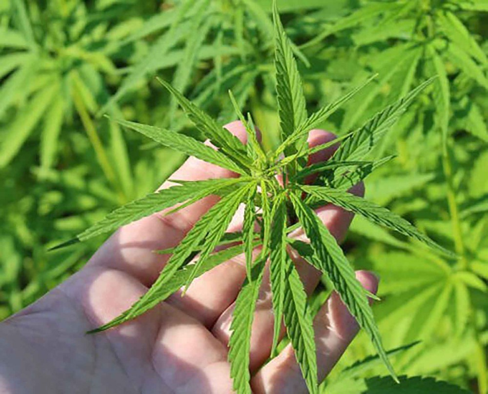 Una serra in giardino per la marijuana. Carabinieri arrestano 35enne