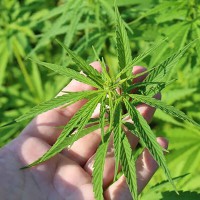 Una serra in giardino per la marijuana. Carabinieri arrestano 35enne