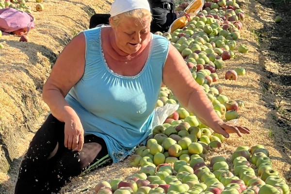 LA MELA ANNURCA DIVENTA PRIMIZIA SOTTO IL SOLE DI PALMA CAMPANIA