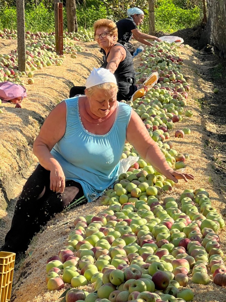 LA MELA ANNURCA DIVENTA PRIMIZIA SOTTO IL SOLE DI PALMA CAMPANIA
