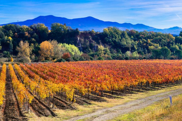 Pillole di vino: la strada del vino di Controguerra d'Abruzzo