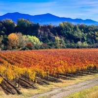 Pillole di vino: la strada del vino di Controguerra d'Abruzzo