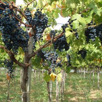 Pillole di vino: la strada del Montepulciano