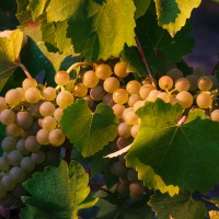 Pillole di vino: il Verdicchio primizia delle Marche