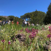 Pasquetta 2024: eco-escursione sul Vesuvio adatta a tutti