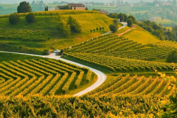 Pillole di vino: la strada del prosecco di Valdobbiadene e Conegliano DOCG