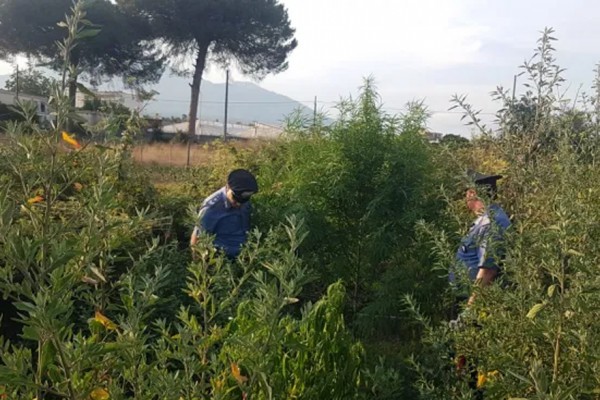 Aveva una serra di cannabis dietro casa: 35enne finisce a Poggioreale