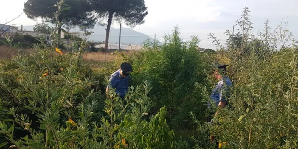 Aveva una serra di cannabis dietro casa: 35enne finisce a Poggioreale