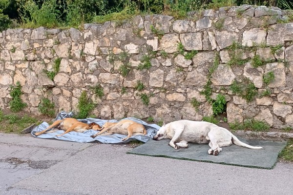 Palma Campania: tre cani trovati morti in zona Toppa d'Aiello