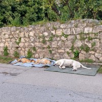 Palma Campania: tre cani trovati morti in zona Toppa d'Aiello