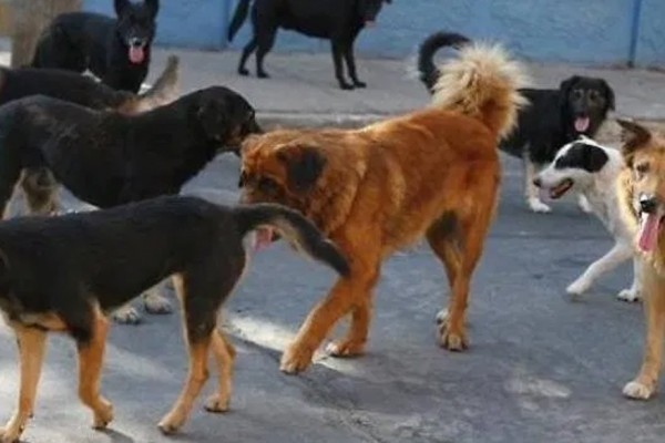 Casamarciano, cani randagi 'invadono' la Gescal: il sindaco convoca un vertice con l'Asl