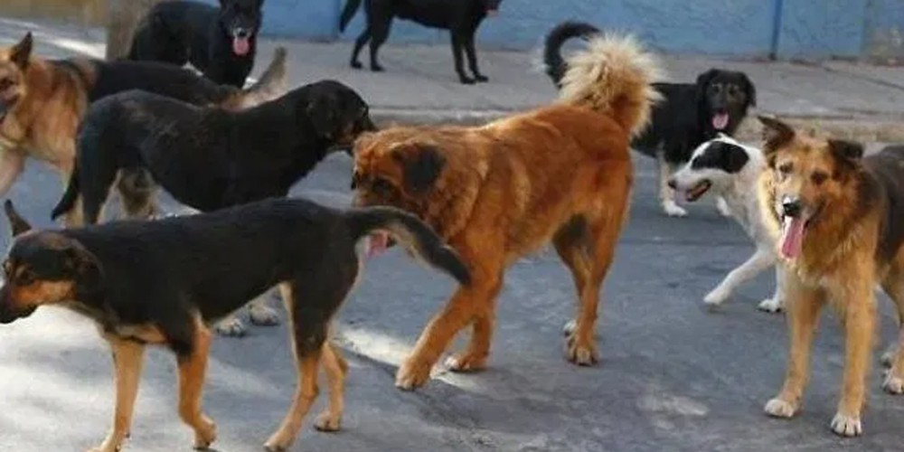 Casamarciano, cani randagi 'invadono' la Gescal: il sindaco convoca un vertice con l'Asl