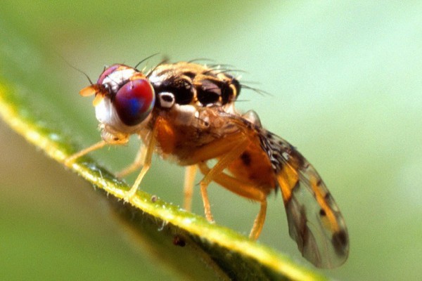 Palma Campania capofila contro la “mosca della frutta”: un convegno col presidente della commissione Agricoltura al Senato