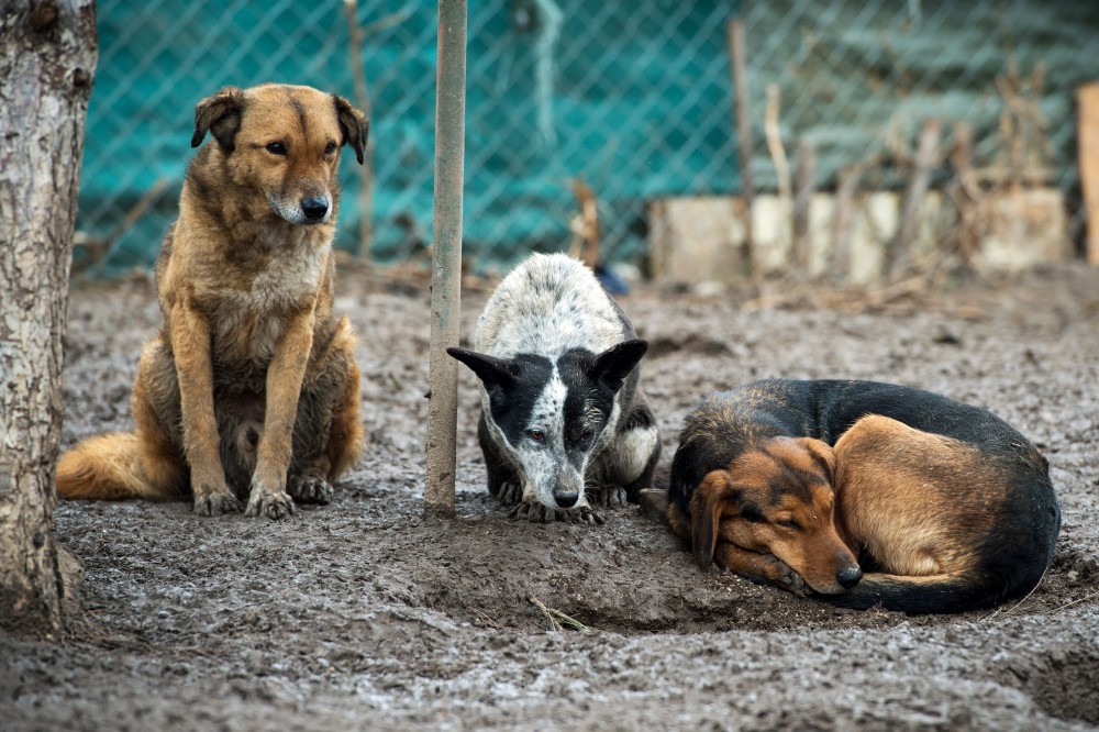 Sequestrato il canile “La Sfinge” per evidente stato di maltrattamento degli animali