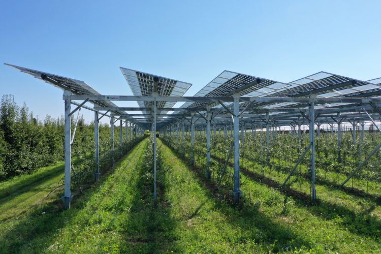 Agrivoltaico nell'area nolana e vesuviana: la nuova frontiera dell'energia alternativa